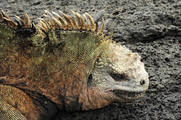 Galapagos Sea Lizard on Lava Rock