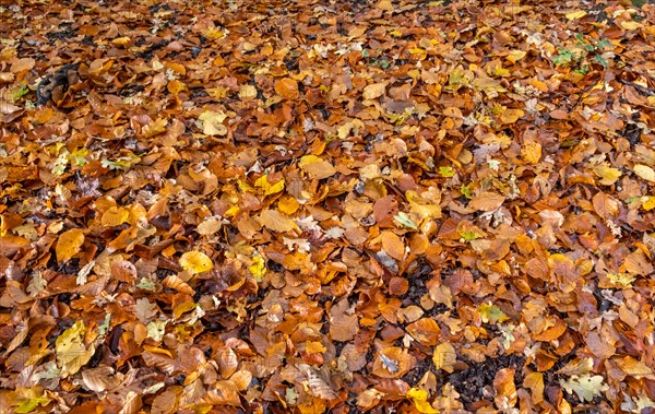 Colourful autumn leaves on forest floor