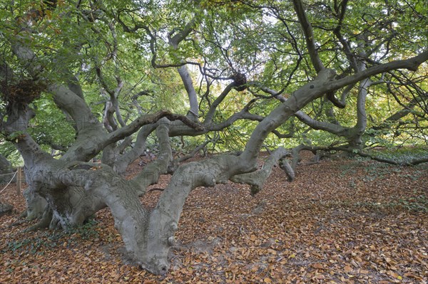 Suentelbuche