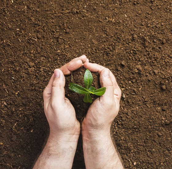 Gardener planting ground