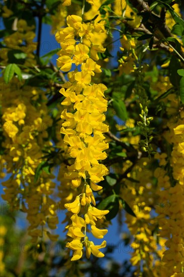 Golden rain flower panicle with a few open yellow flowers