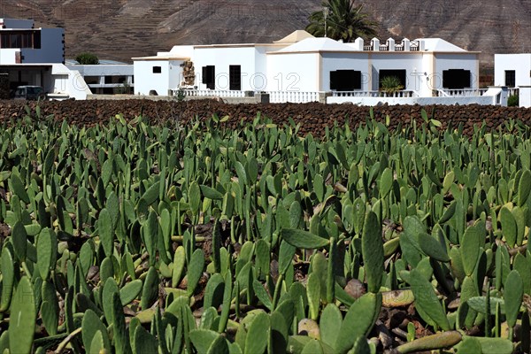 (Opuntia) plantations for the breeding of the cochineal scale insect, near Guatiza, Lanzarote,
