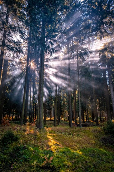 Fog in a coniferous forest in the Ore Mountains in sunshine