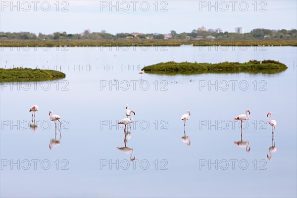 Flamingos