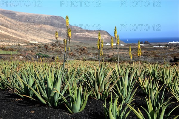 Aloe Vera Plantation at Orzola