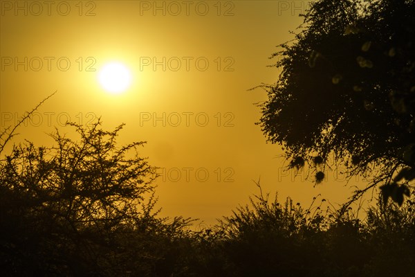 African bush at sunset. Hanging nests of Weaver birds are backlit of the sunset evening sun. Hwange National Park