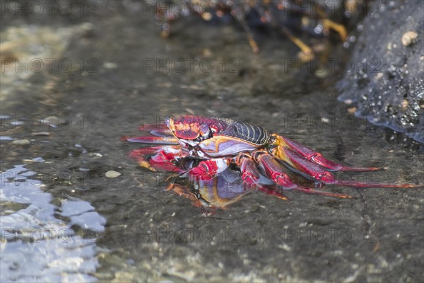 Red rock crab