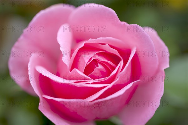 Rose blossom