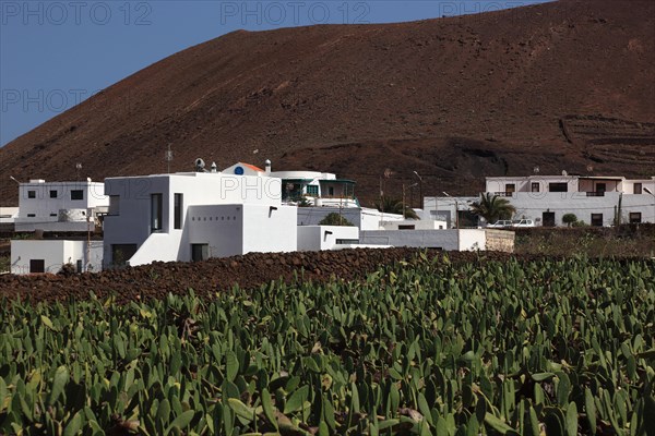 (Opuntia) plantations for the breeding of the cochineal scale insect, near Guatiza, Lanzarote,