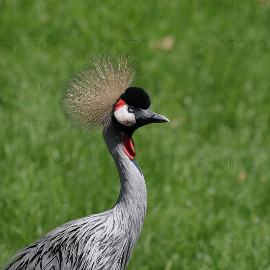 Black crowned crane