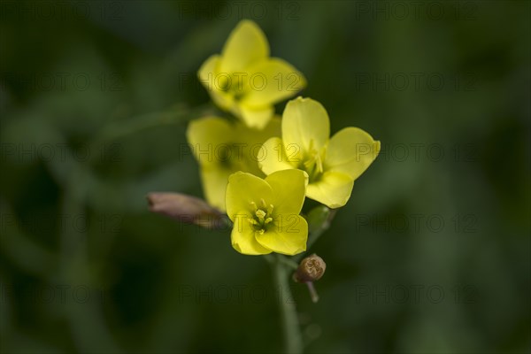 Flowers of the annual wall-rocket