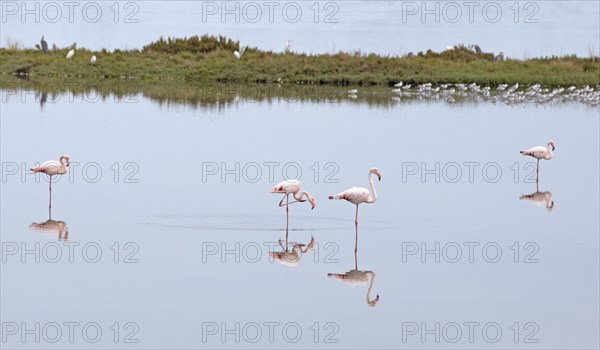 Flamingos