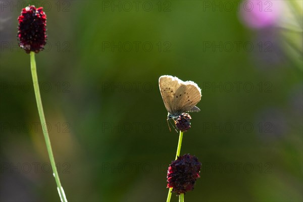 Dark meadow-headed ant-blue butterfly sitting on purple flower seen left