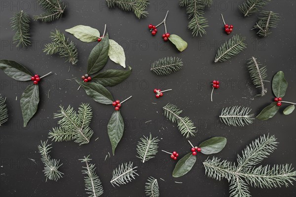 Christmas composition of green branches