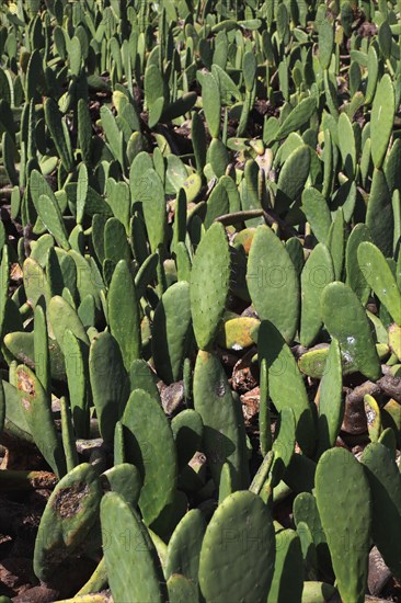(Opuntia) plantations for the breeding of the cochineal scale insect, near Guatiza, Lanzarote,