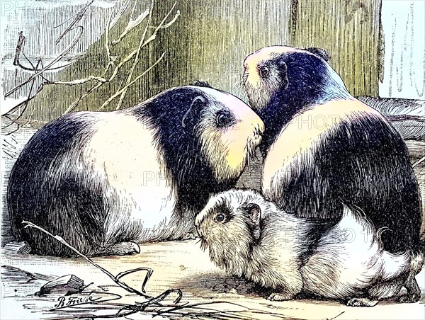 Guinea Pig pig