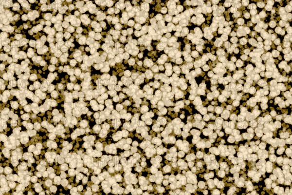 Shape of bacterial cell: cocci