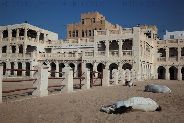 Arabian horse breeding stables in Al Jasra