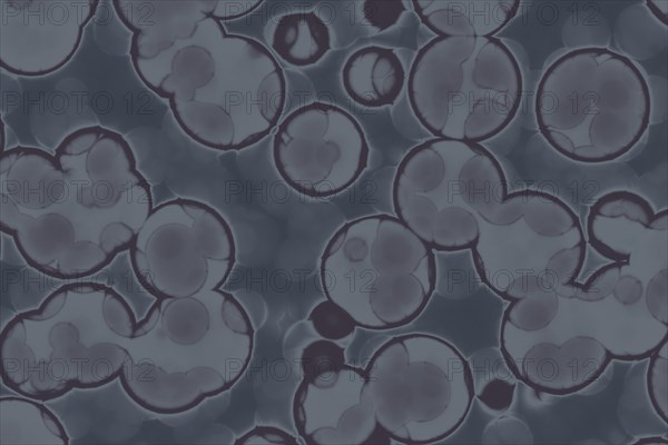 Shape of bacterial cell: cocci