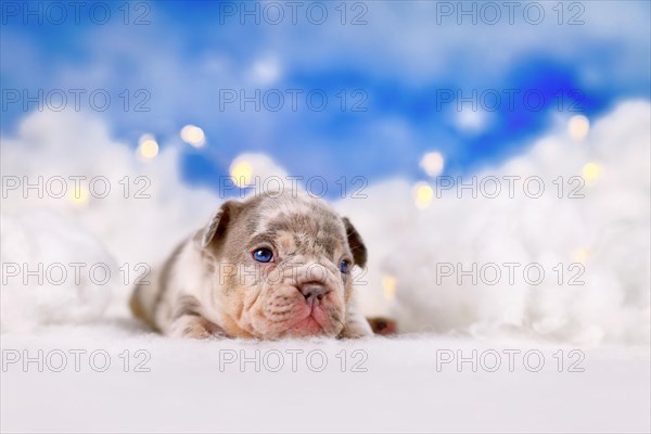 Merle French Bulldog dog puppy between fluffy clouds