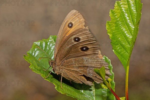 Blue-eyed Woodland Porter