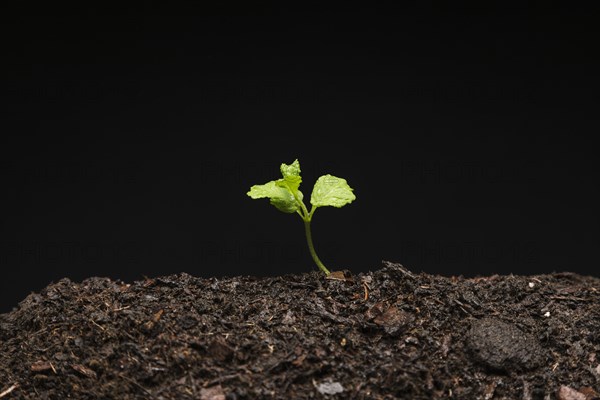 Still life growing seedling. Resolution and high quality beautiful photo