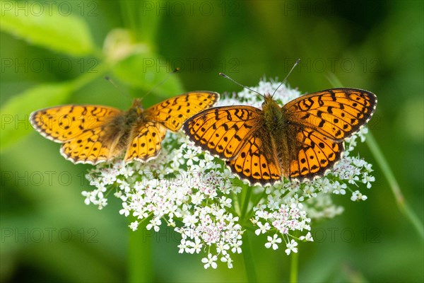 Meadowsweet mother-of-Fritillary two butterflies with open wings sitting side by side on white flowers from behind