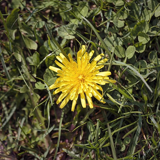 Dandelion blossom in a meadow