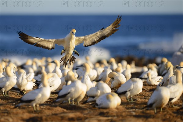 Cape gannet