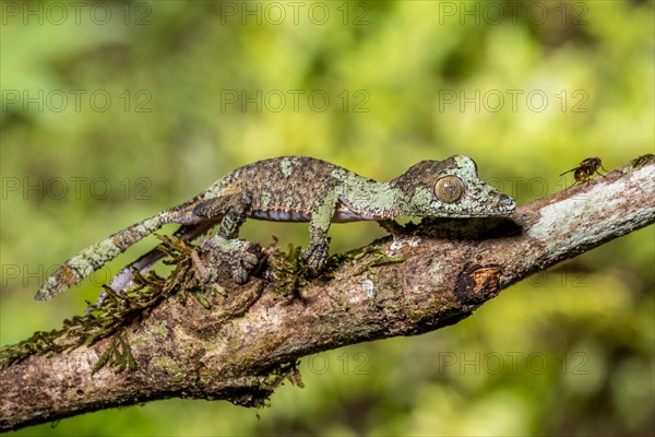 Mossy leaf-tailed gecko