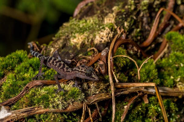 Graceful madagascar ground gecko