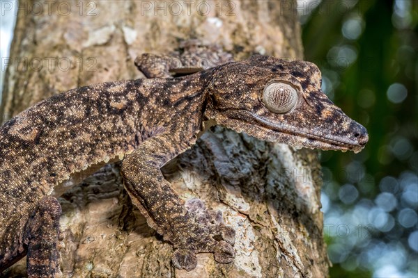 Giant leaf-tailed gecko