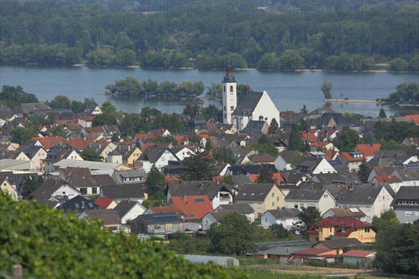 View of Winkel with St. Walburga Church and Rhine
