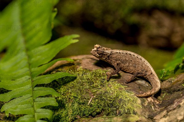Montagne d Ambre Earth Chameleon