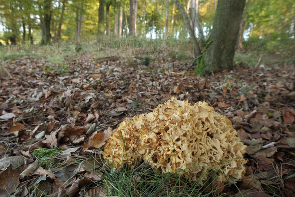 Wood cauliflower fungus