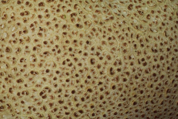 Detail of thin-shelled potato bovist