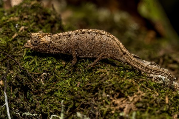 Earth chameleon