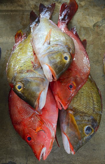 Freshly caught fish for sale
