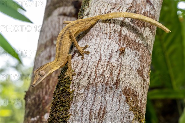 Striped lined leaf-tailed gecko