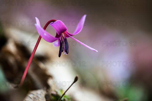 Flowering dog's tooth violet