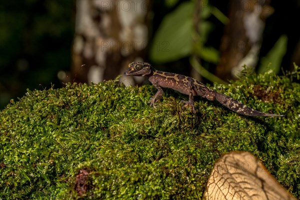 Graceful madagascar ground gecko
