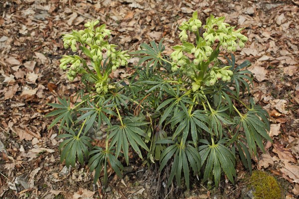 Stinking hellebore