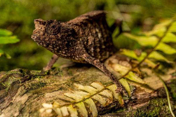 Antakarana ground chameleon