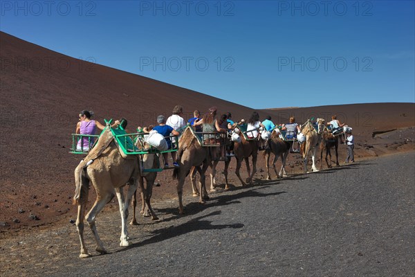 Dromedary Riding for Tourists in Timanfaya National Park