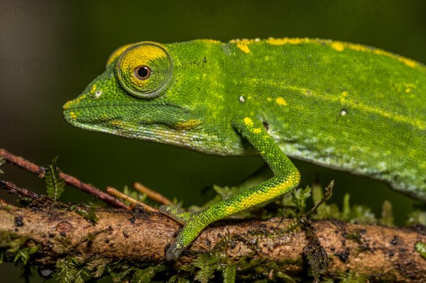 Marojejy chameleon