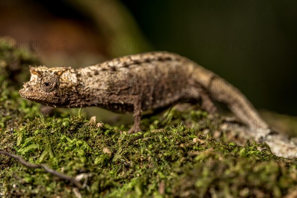 Earth chameleon
