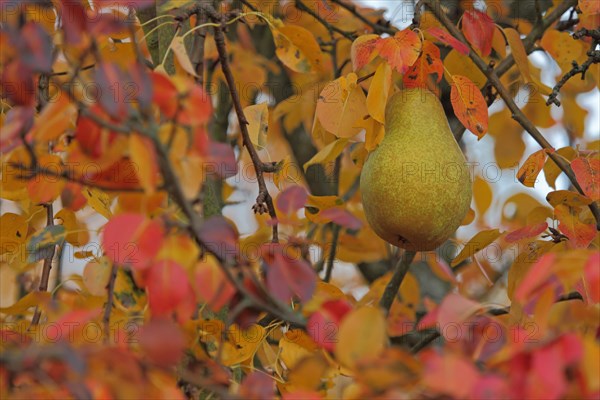 European pear