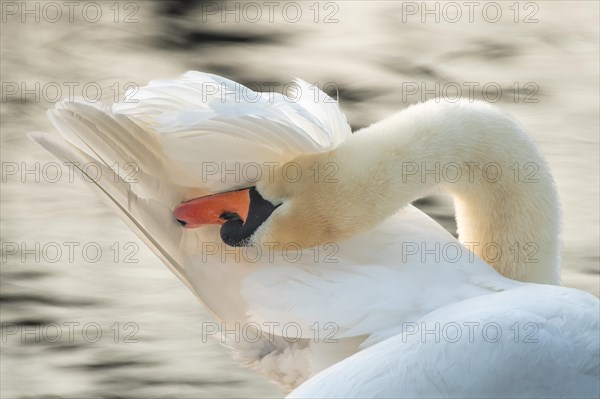 Mute Swan