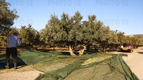 Olives
