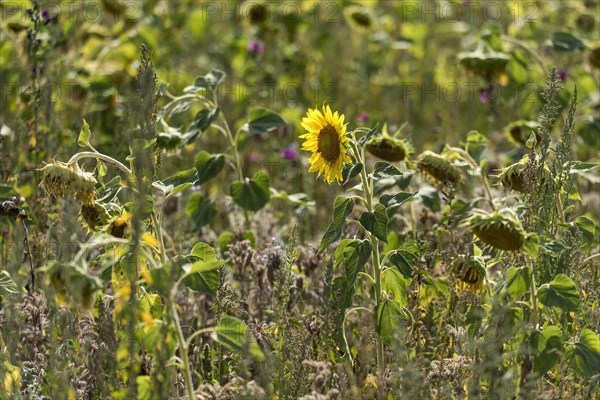 Bright yellow flower of a single sunflower